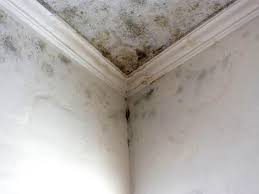 Reliable Mount Airy, GA Mold Prevention & Removal  Solutions