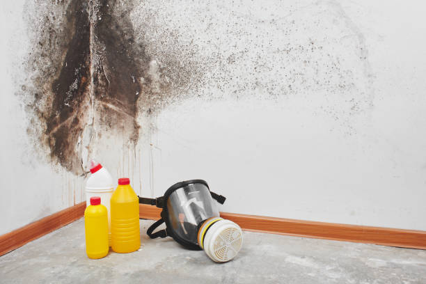 Mold Remediation for Rental Properties